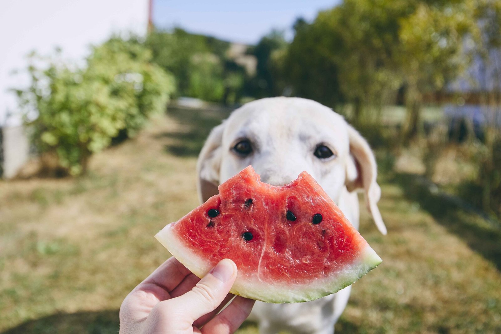 A dog enjoying a slice of watermelon illustrating summer dog seasonal eating habits