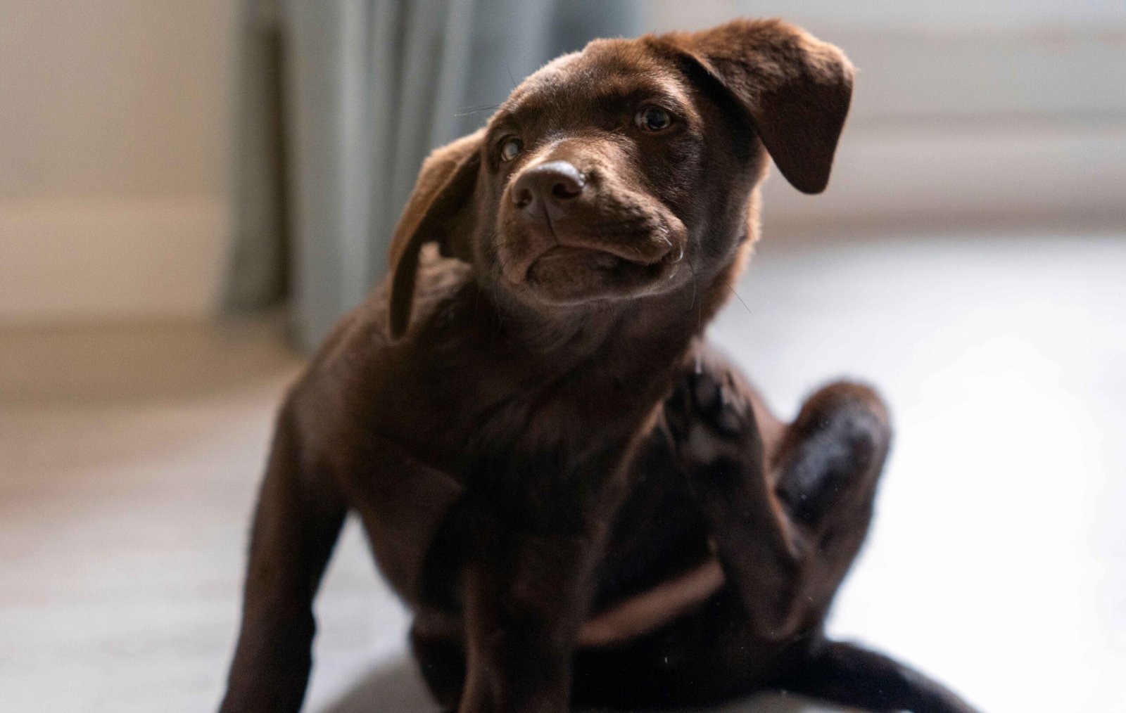 Chocolate Labrador puppy scratching due to fleas indoors