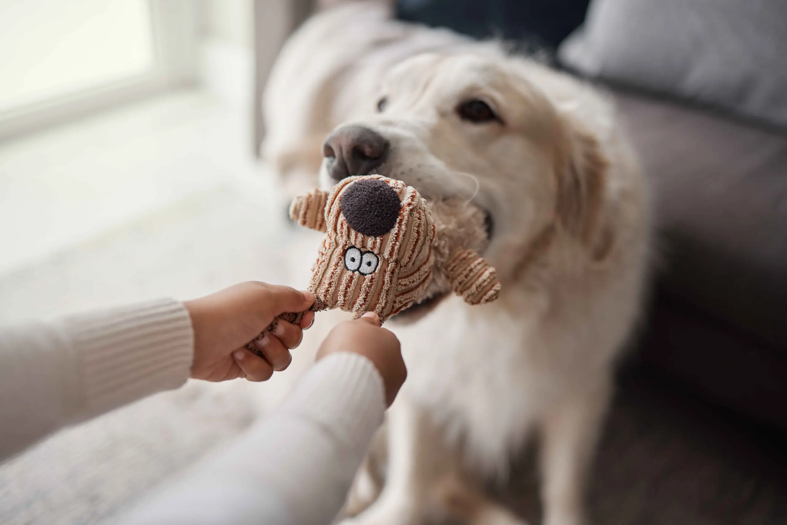 Essential Supplies for New Dog Owners: Complete Checklist 3 Dog playing tug of war toy activity affects eating habits