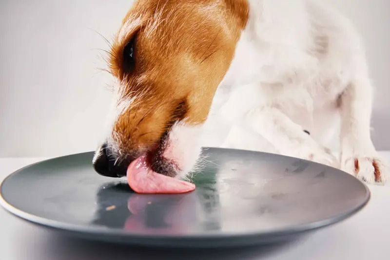raw dog food recipes: Dog licking plate after eating raw food meal homemade diet