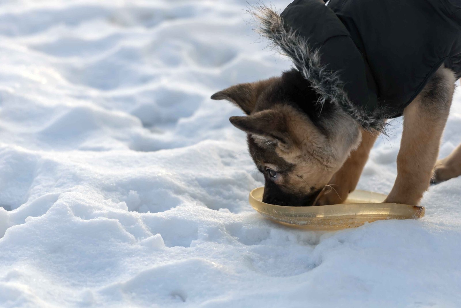 A puppy eating from a bowl in the snow showing winter dog seasonal eating habits