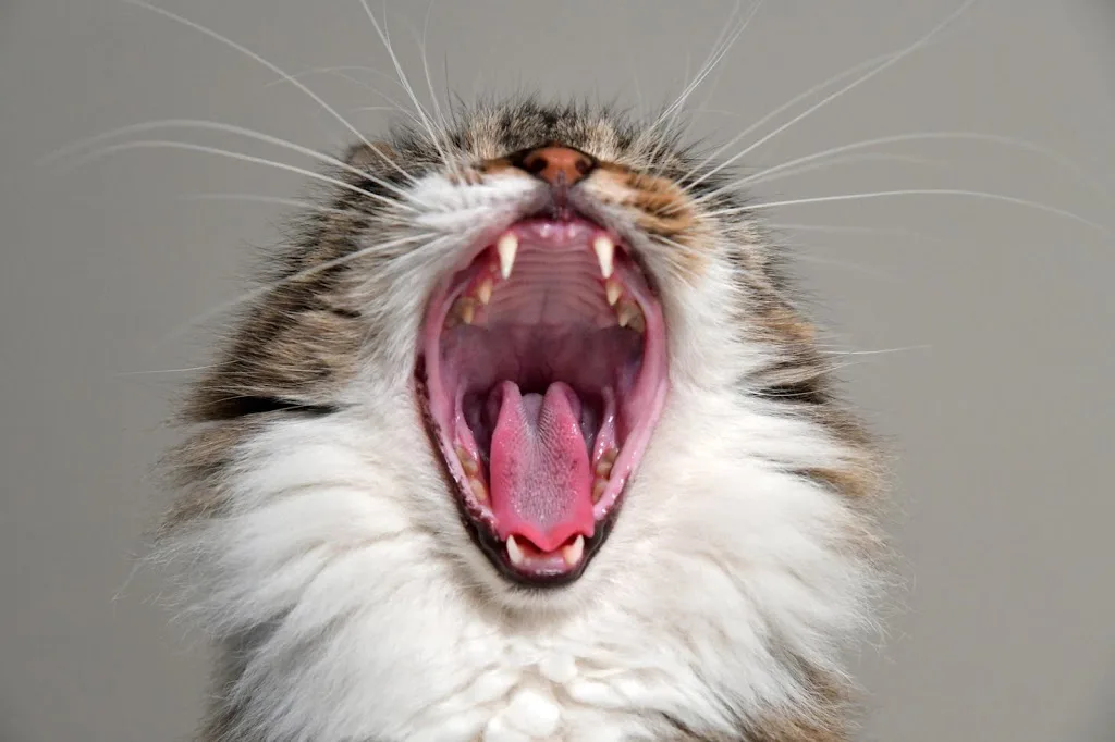 Why Does My Cat Have Bad Breath: Close-up of a cat’s open mouth showing teeth and gums, illustrating bad breath and oral health issues.