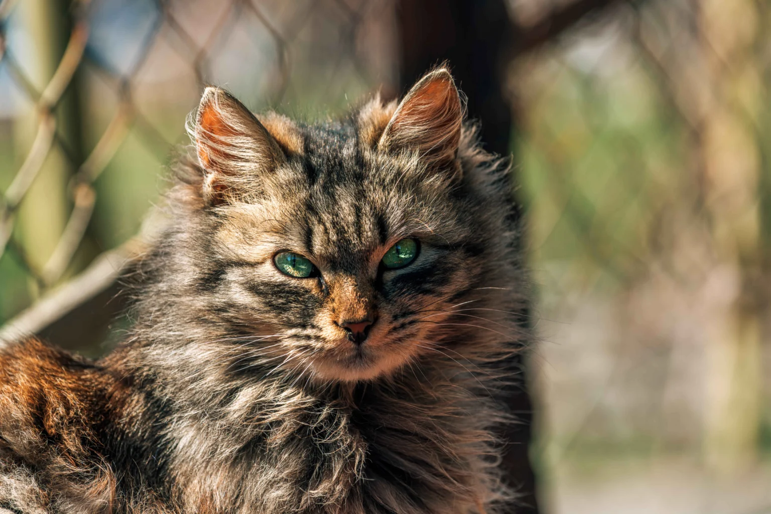 long haired tabby cat with green eyes looking directly at camera outdoors. Learn 20 Common Myths About Cats: Separating Feline Fact From Fiction