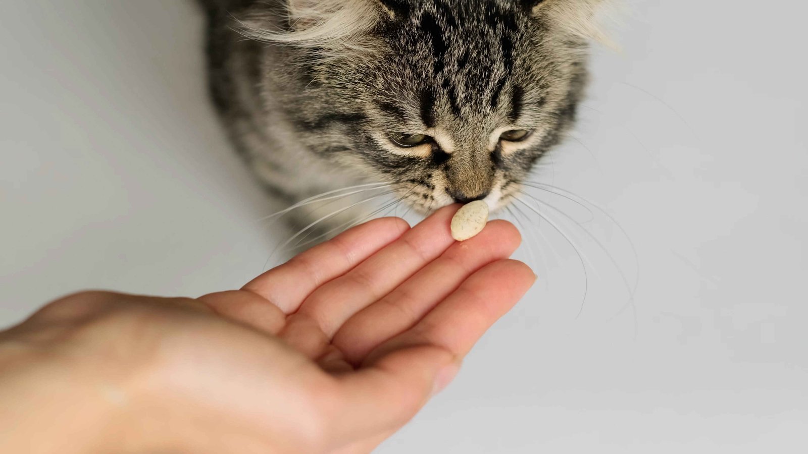 Probiotics vs Prebiotics for Cats explained through digestive supplements given to support feline gut health