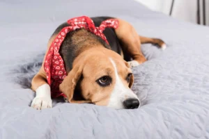 why does my dog pee on my bed Beagle dog lying on a bed after peeing indoors due to anxiety, marking, or a medical condition