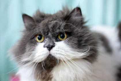 senior long haired cat with bright eyes resting calmly indoors, how to keep a senior cat healthy