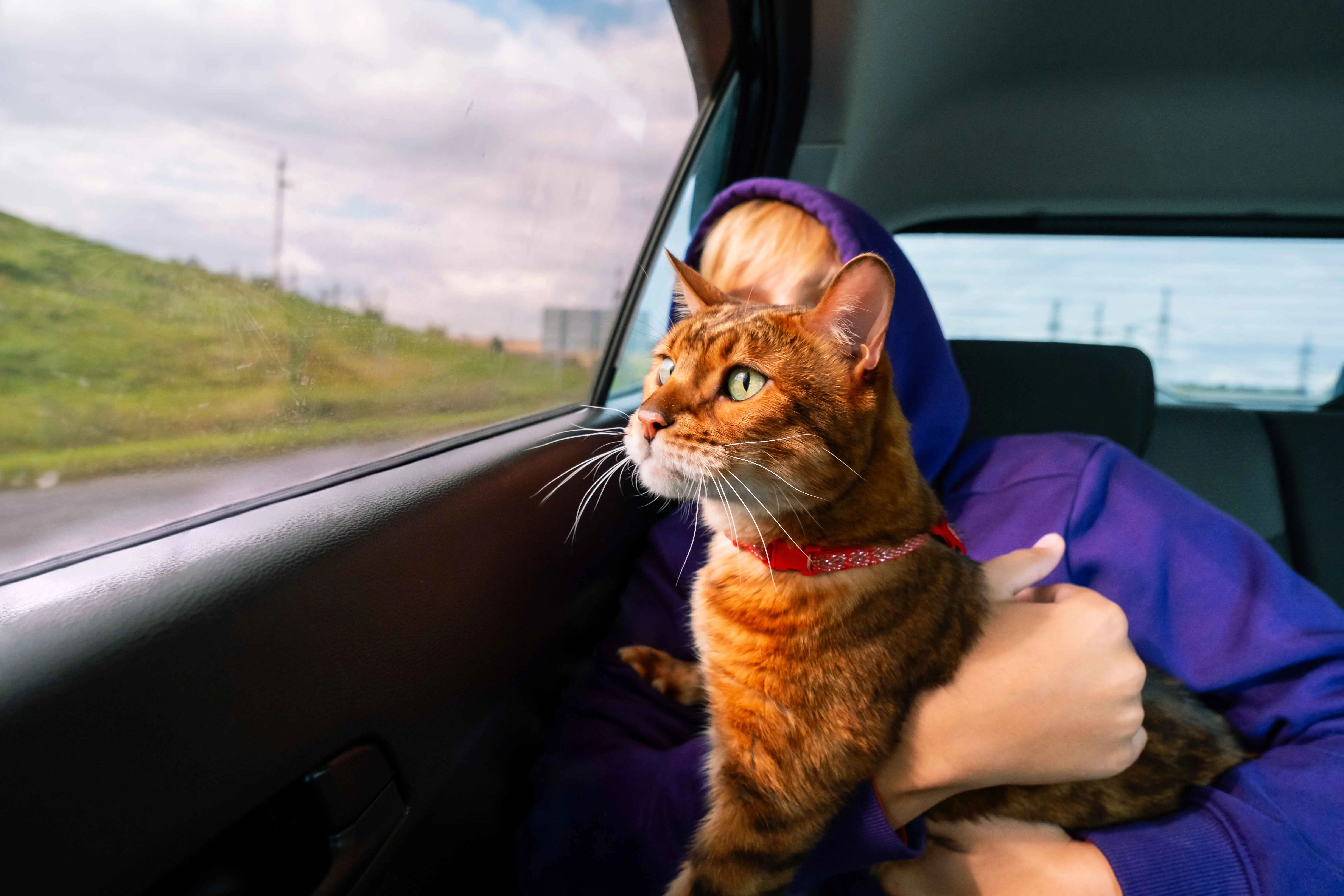 How to Travel With a Cat safely by keeping your pet secure and calm during car rides
