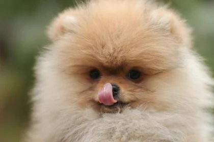Best Dog Food for Pomeranians: Cute fluffy Pomeranian puppy licking nose close-up
