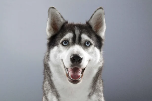 Siberian Husky with bright blue eyes smiling on gray background, which is one of the types of husky breeds