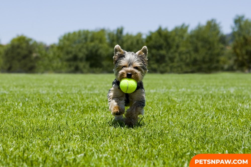YORKIPOOS ARE QUICK LEARNERS AND TRAINING THEM IS SO-SIMPLE