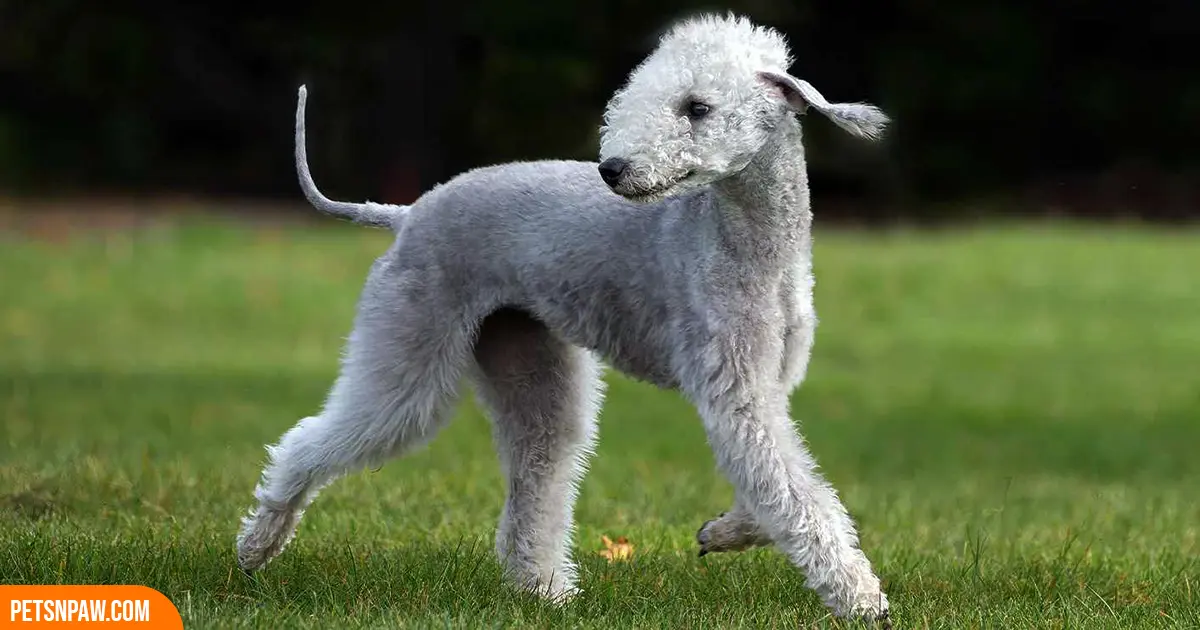 Bedlington Terrier standing showing its lamb-like coat