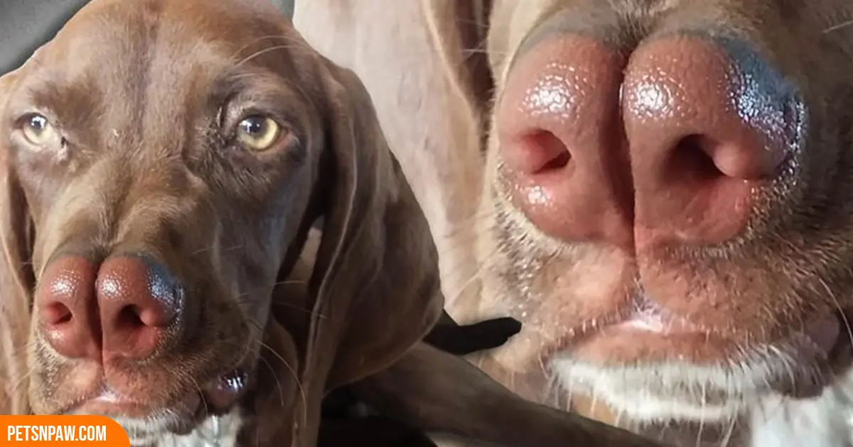 Catalburun dog showing its split nose