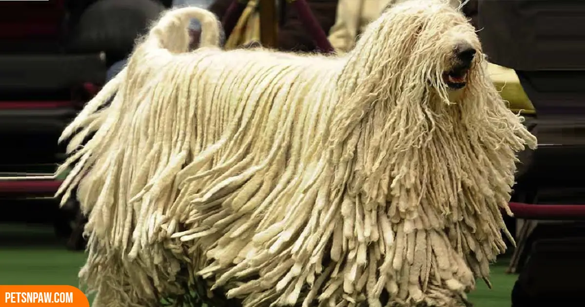 Komondor dog running with corded coat flying