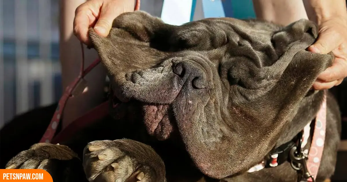 Neapolitan Mastiff sitting outdoors showing heavy wrinkles