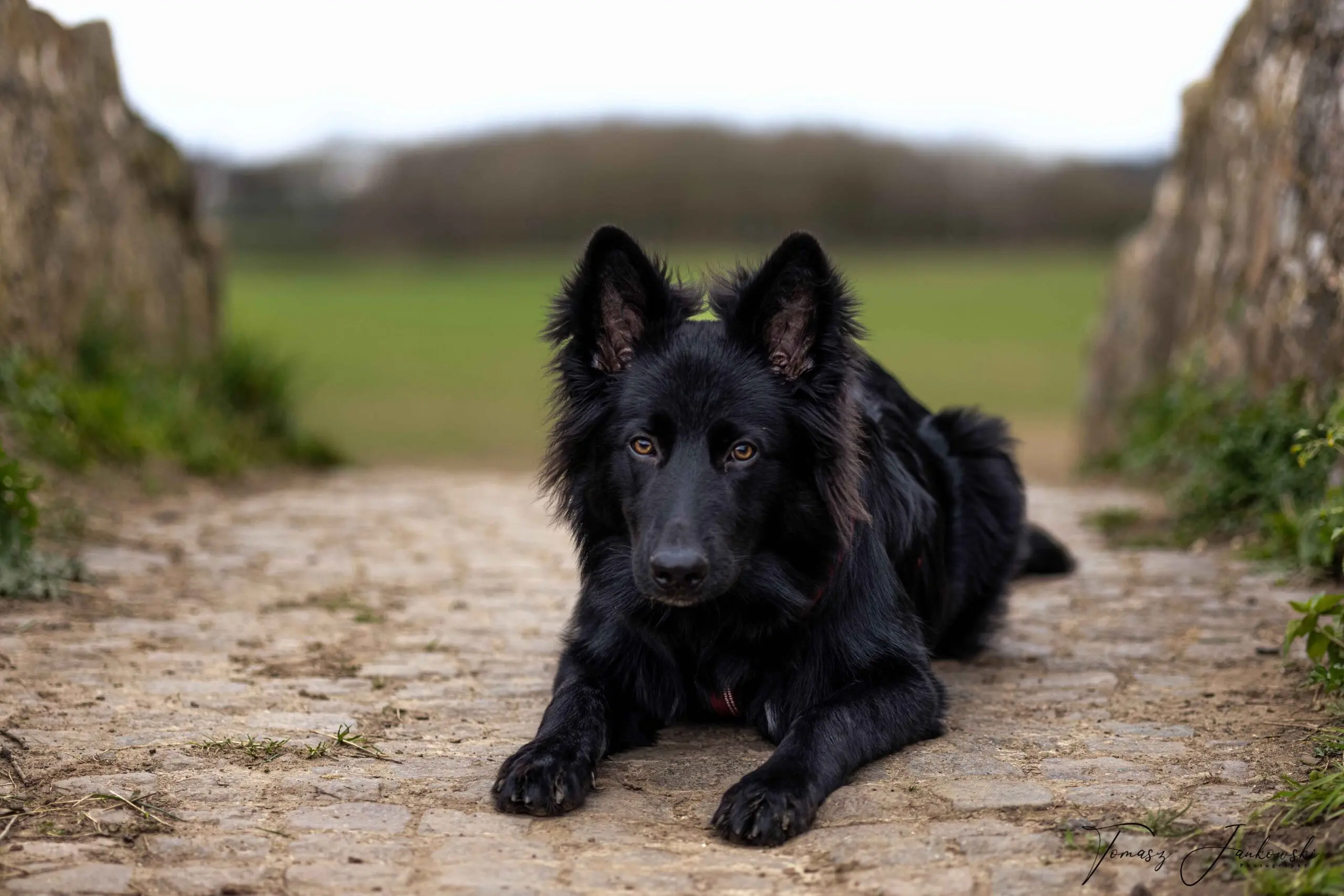 Black German Shepherd: Size, Temperament, Price & Care Guide 2 black German Shepherd lying down alert outdoor portrait