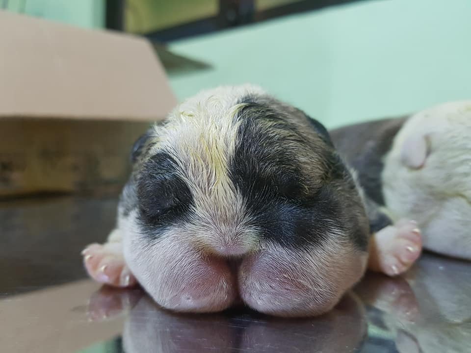 A veterinarian examining newborn puppies to check for signs of Canine Anasarca