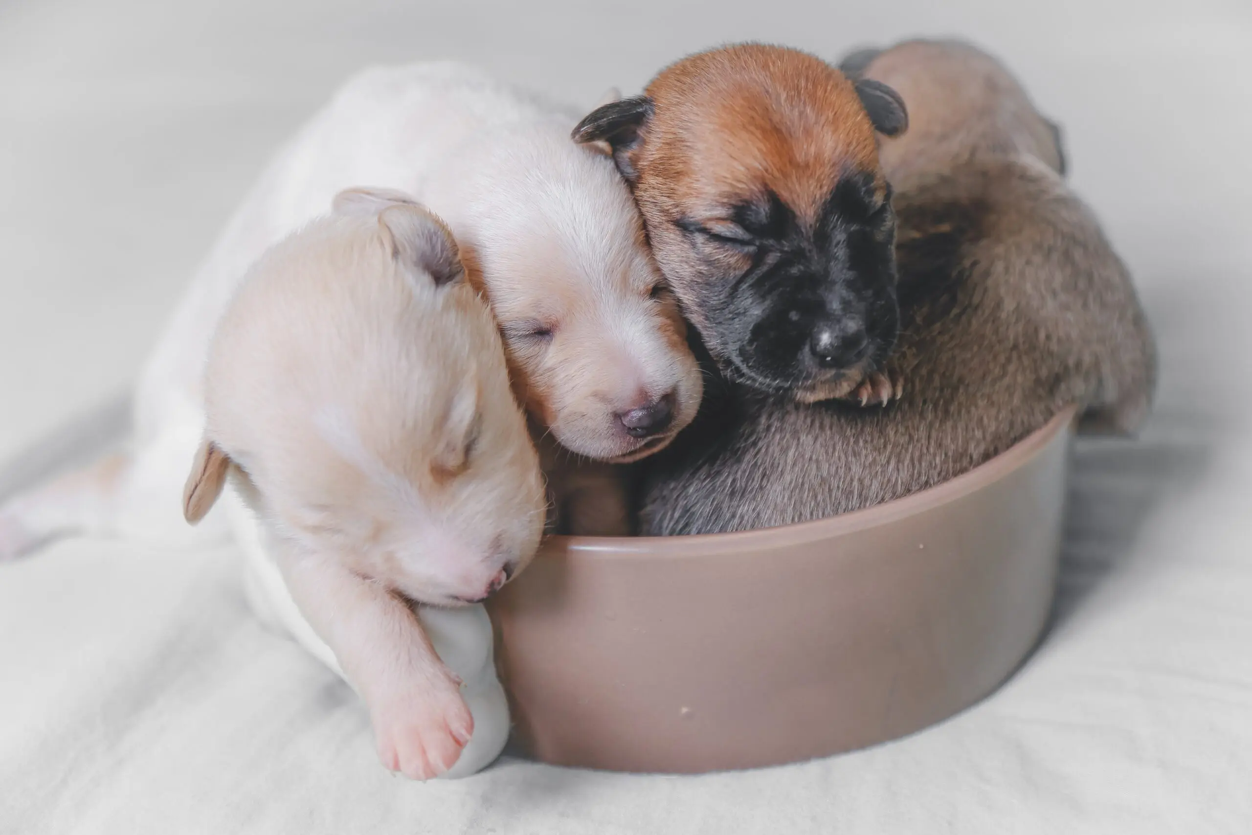 water puppy syndrome: newborn puppies sleeping together early stage health condition