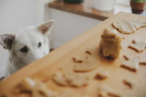 Dog looking at human food avoiding unhealthy treats seasonal diet