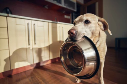 best dry dog food for large breeds: Dog holding empty bowl asking for food feeding routine habits