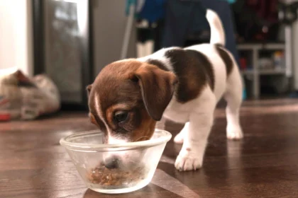 Best Puppy Food for Sensitive Stomachs: puppy eating food from bowl sensitive stomach diet digestion