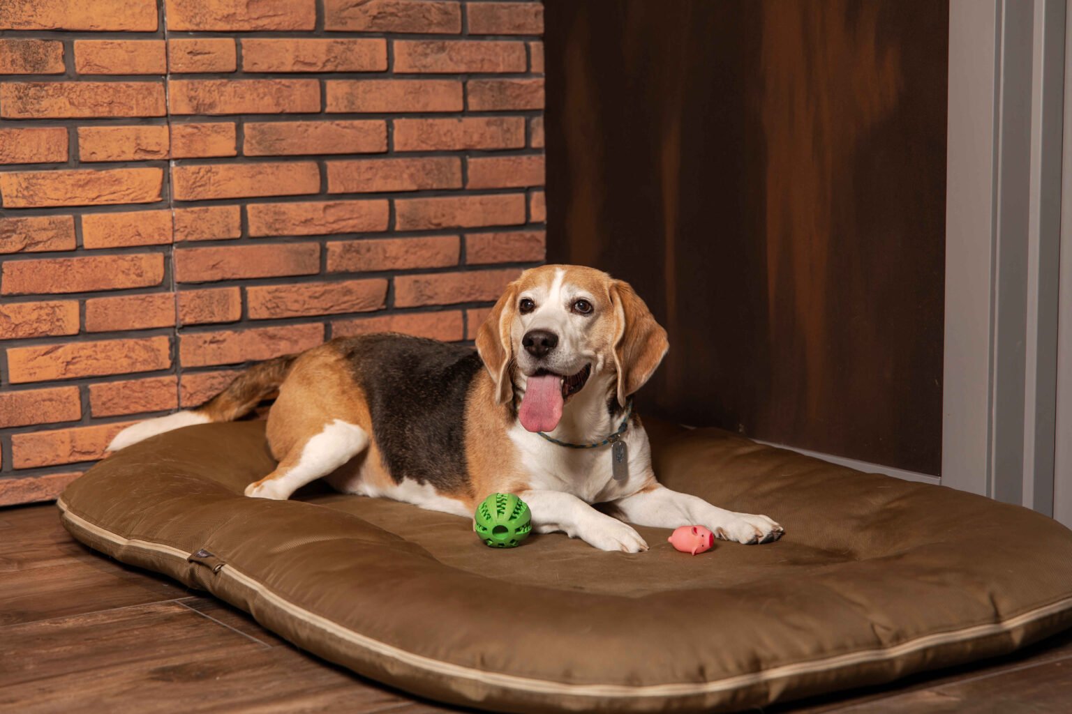beagle relaxing on dog bed with toys and essential supplies for new dog owners