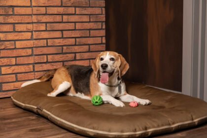 beagle relaxing on dog bed with toys and essential supplies for new dog owners