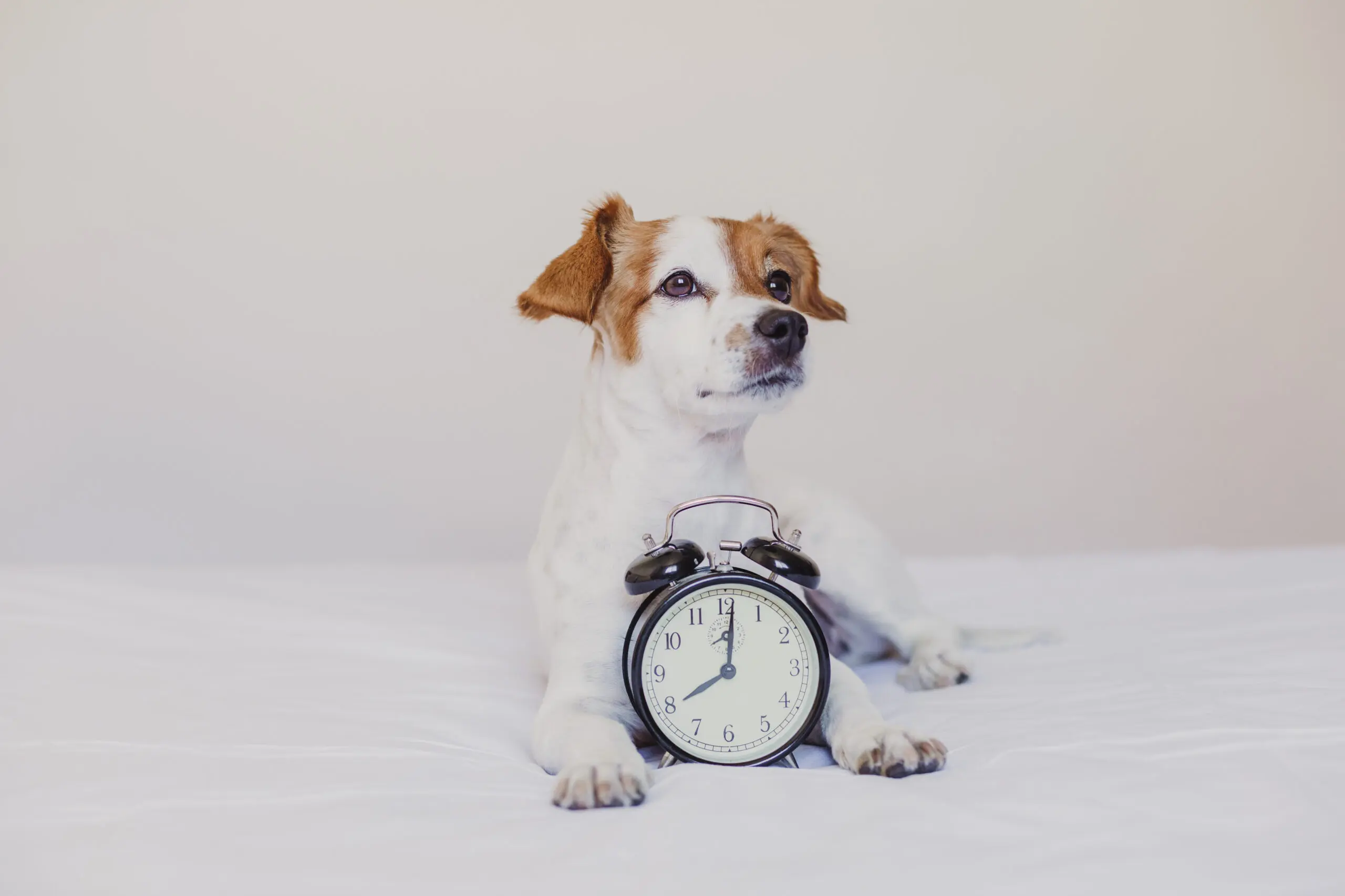 Do Dogs Understand Time? The Fascinating Scientific Truth 2 Small white and brown dog lying on a bed with a classic alarm clock placed in front of its paws, looking alert to the side.
