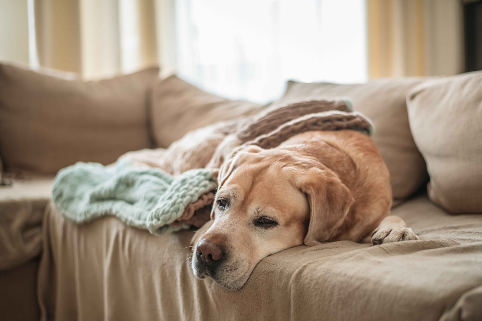 15 Signs Your Dog Is Sick: tired dog resting on a couch showing low energy and possible illness symptoms