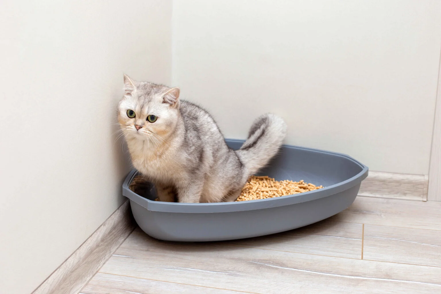Best Cat Food for Urinary Health: Gray British Shorthair cat sitting in a litter box in a clean indoor corner