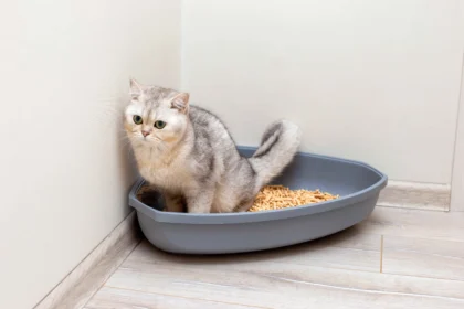 Best Cat Food for Urinary Health: Gray British Shorthair cat sitting in a litter box in a clean indoor corner