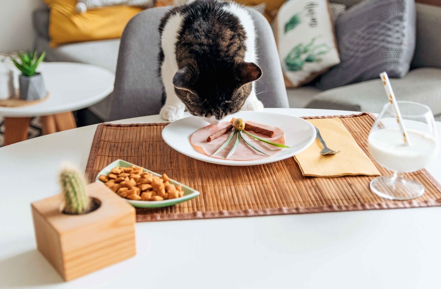 Best Cat Food for feral cats should include protein-rich meat-based meals and balanced nutrition