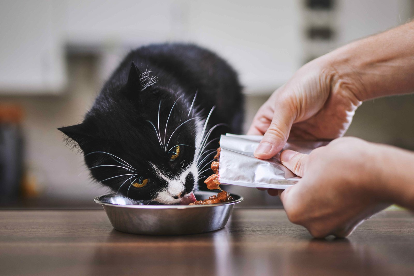 Best Cat Food should be served in proper portions to maintain healthy weight and balanced nutrition