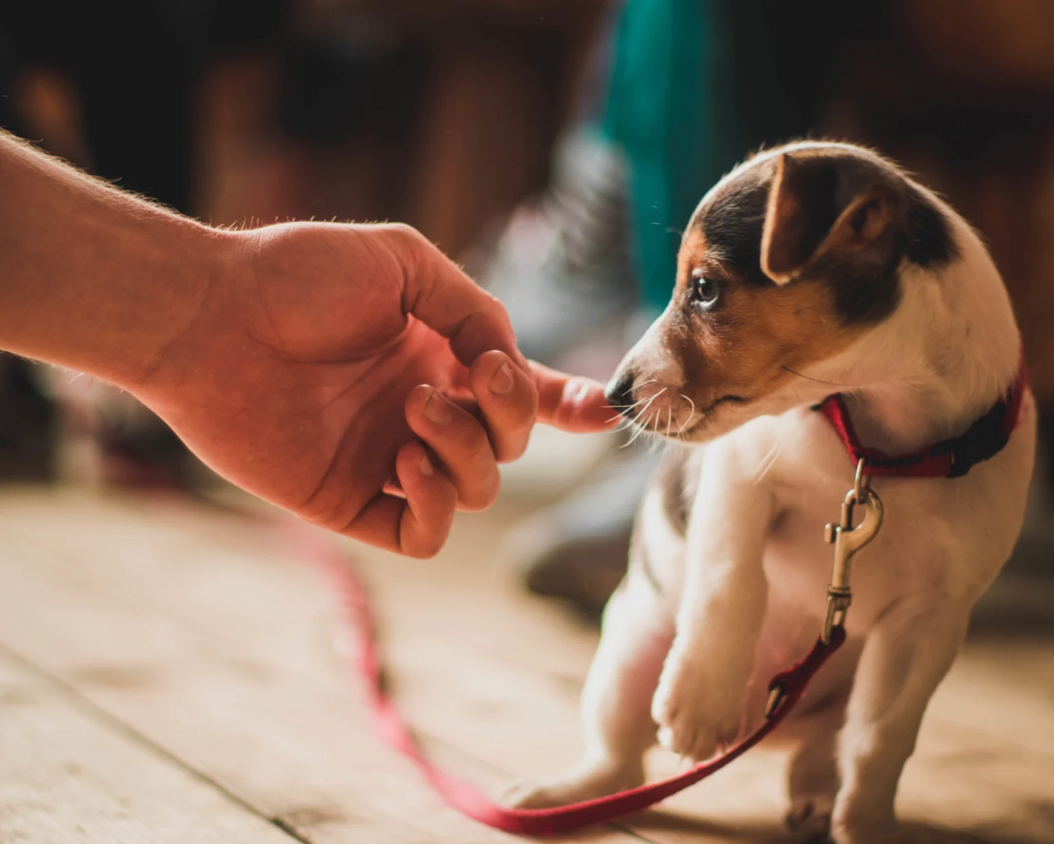 7 Common Puppy Training Mistakes and How to Fix Them 1 Small puppy gently touching a human finger while wearing a red leash indoors. puppy training mistakes