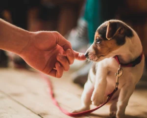 Small puppy gently touching a human finger while wearing a red leash indoors. puppy training mistakes
