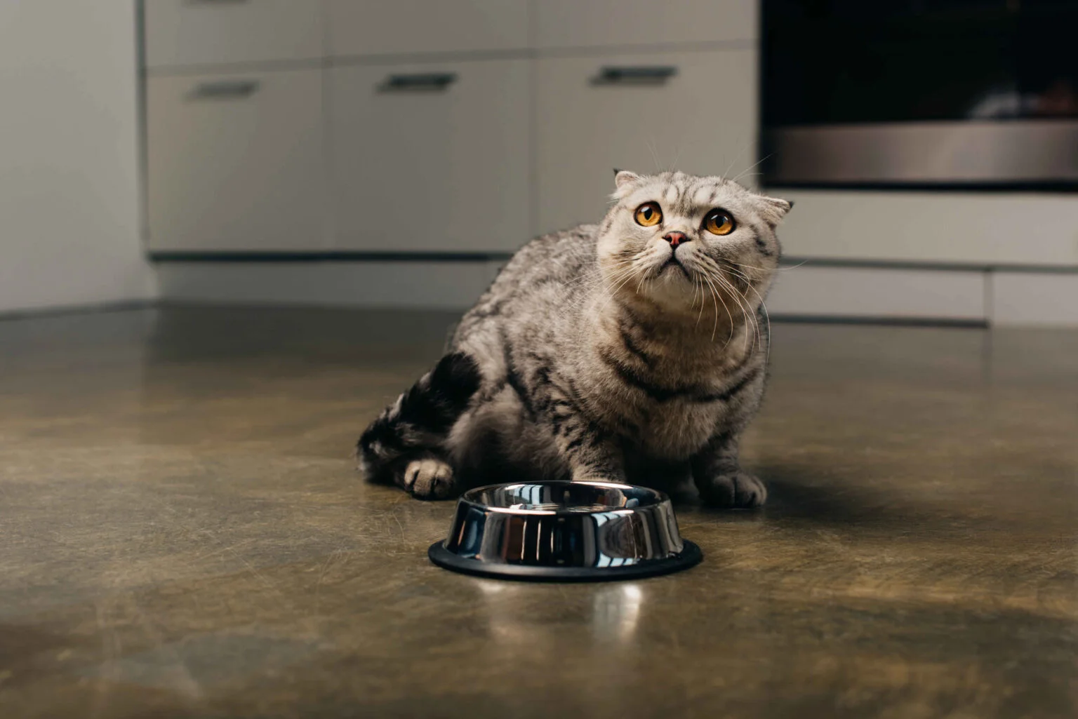 Best Cat Food for Weight Loss: Scottish Fold cat sitting on kitchen floor looking up beside metal food bowl