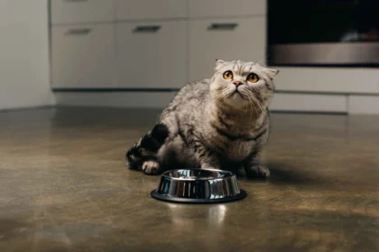 Best Cat Food for Weight Loss: Scottish Fold cat sitting on kitchen floor looking up beside metal food bowl
