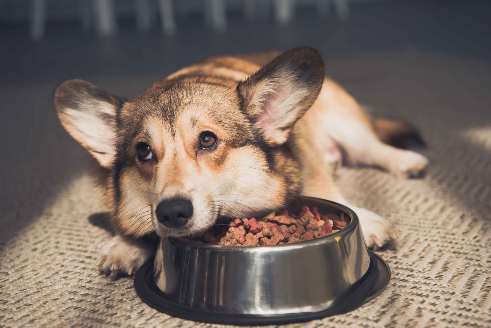 Pembroke Welsh Corgi lying on the floor with its head on a bowl of dry dog food looking sad