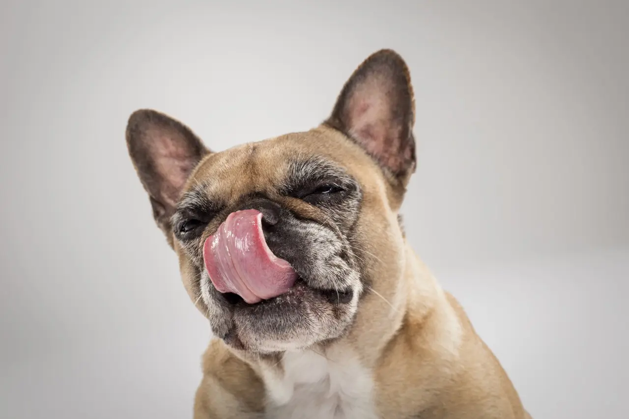 why do dogs lick their nose french bulldog licking nose close up isolated background