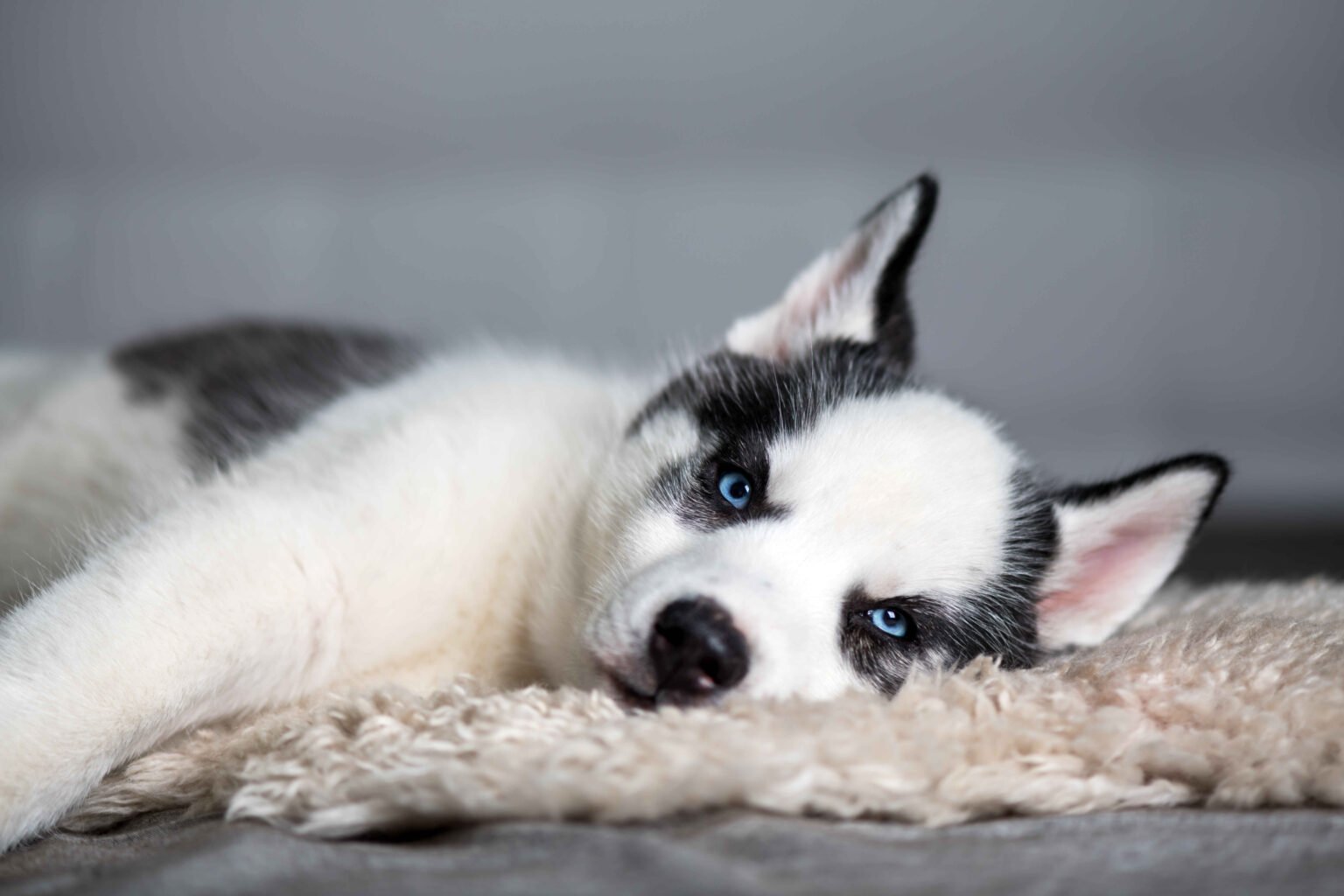 Husky puppy eye color: Husky puppy with blue eyes lying on a soft blanket indoors