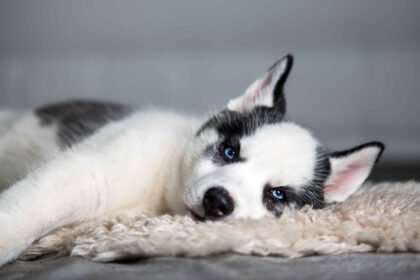 Husky puppy eye color: Husky puppy with blue eyes lying on a soft blanket indoors
