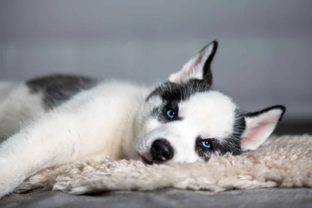 Husky puppy eye color: Husky puppy with blue eyes lying on a soft blanket indoors