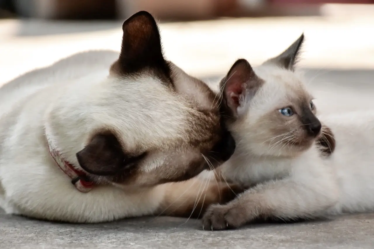 adult cat with kitten siamese cats together can adult cats eat kitten food nutrition difference