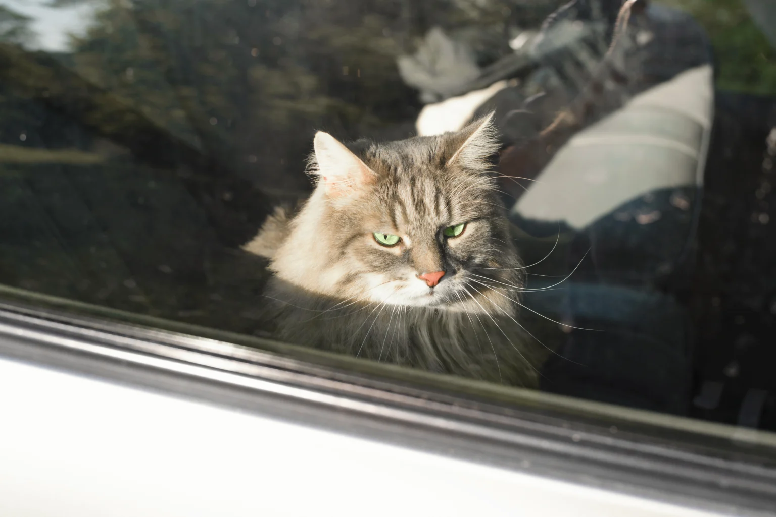 Cat in car showing signs of cat motion sickness during travel
