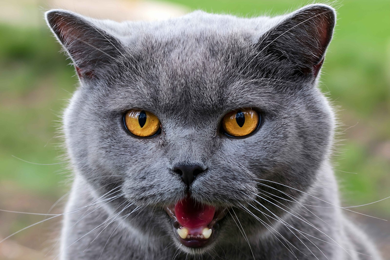 Learning to read flattened ears and dilated pupils can help you avoid an unexpected cat bite by recognizing feline warning signs