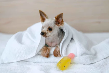 Home remedies for itchy dogs shown with small dog wrapped in towel after bath