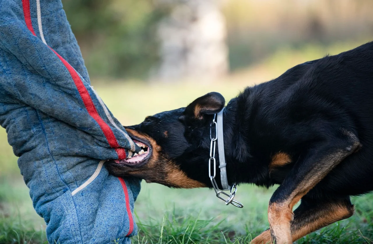 how to stop a dog from biting dog biting training sleeve during obedience training
