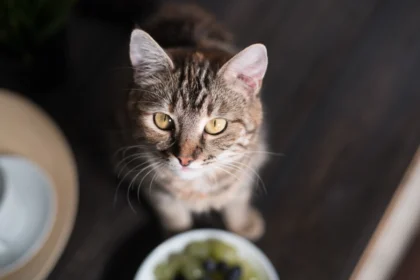 insect protein for cats is a food alternative sustainable nutrition for cats eco friendly pet food concept