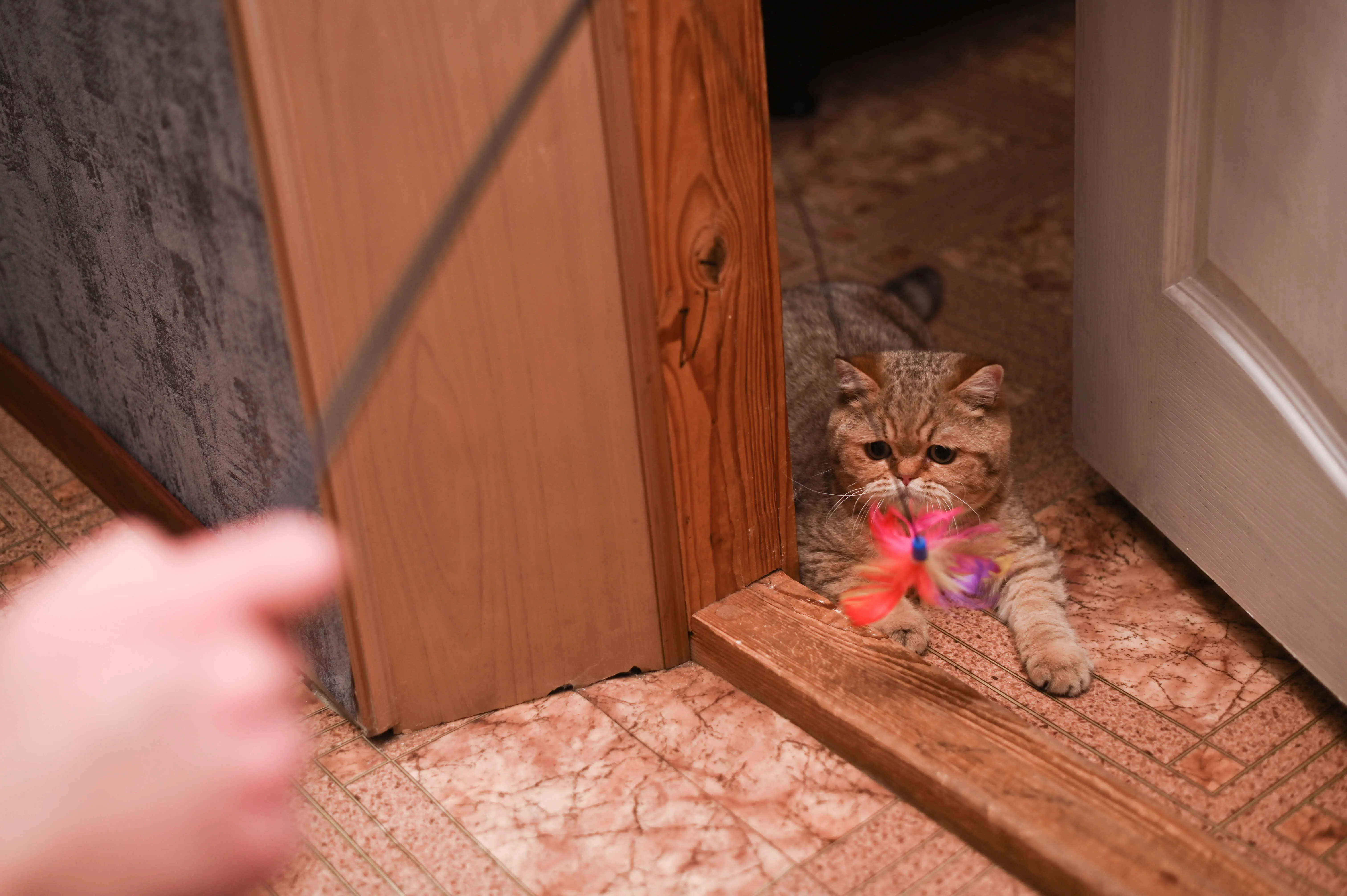 11 Reasons Why Is My Cat Hiding All of a Sudden? Crucial Warning Signs 2 Using a wand toy from a distance is a non-threatening way to coax a scared cat out of hiding