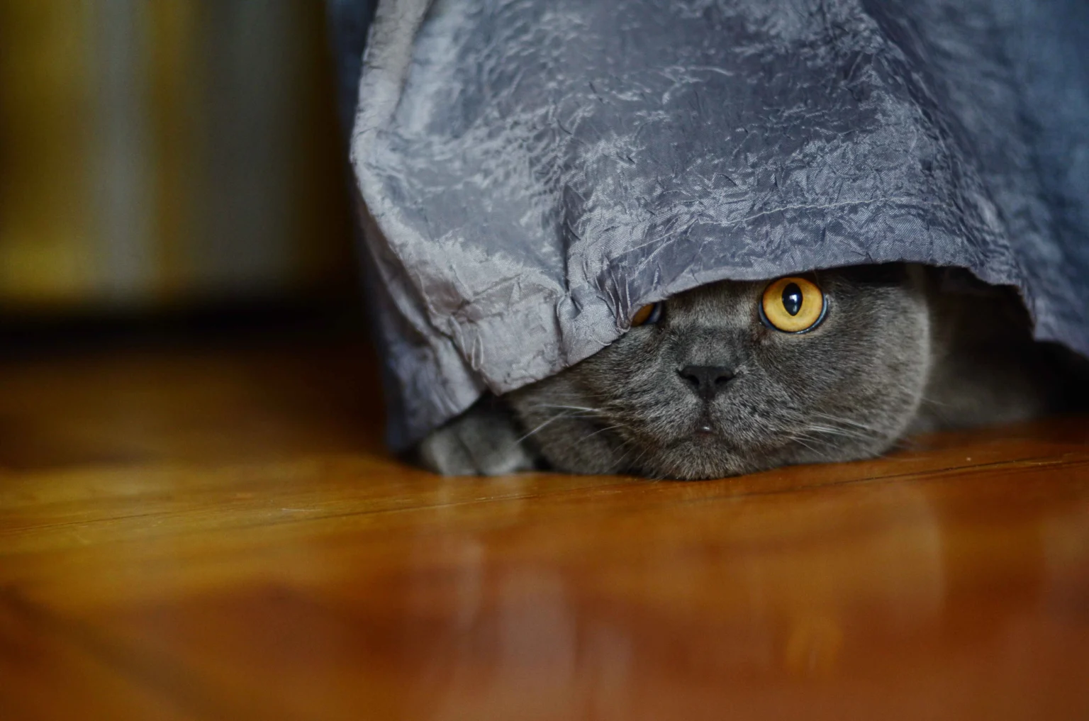 11 Reasons Why Is My Cat Hiding All of a Sudden? Crucial Warning Signs 1 Why Is My Cat Hiding All of a Sudden: gray cat hiding under a blanket showing fearful or anxious behavior