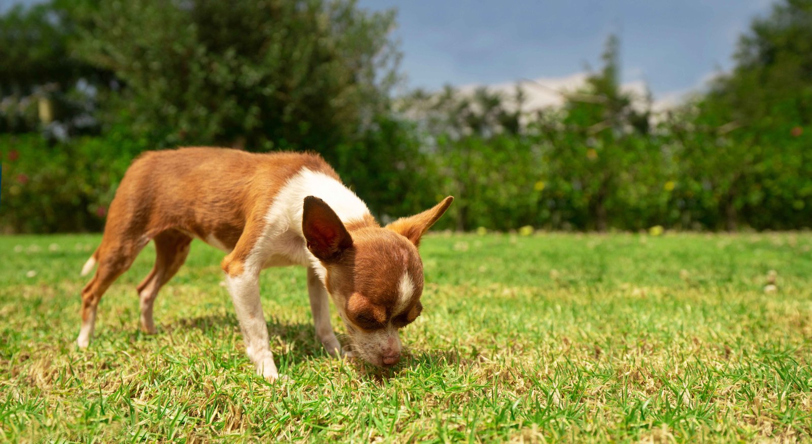 do dogs eat grass when they are sick while sniffing grass outdoors